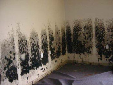Mold and Mildew Removal West Long Branch, NJ