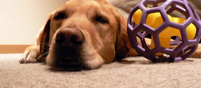 Pet Stain and Odor Removal West Long Branch, NJ