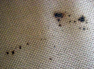 Spot & Stain Removal West Long Branch,  NJ