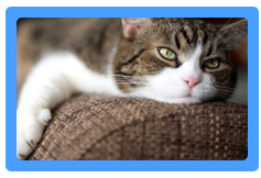 Upholstery Cleaning West Long Branch,  NJ